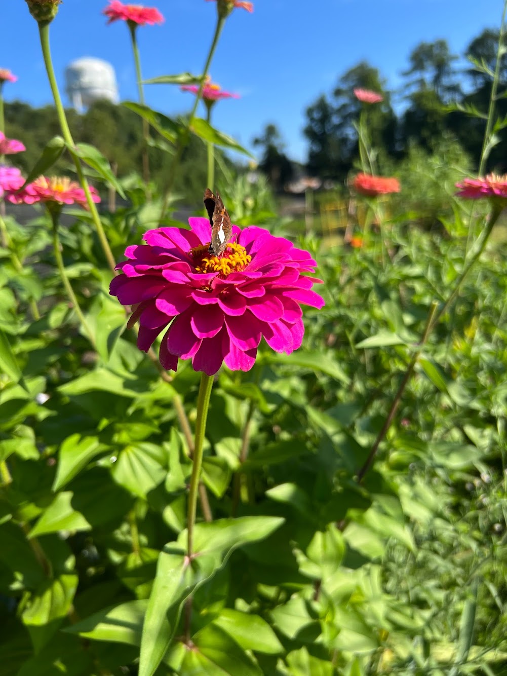 Free 20 min Virtual consultation