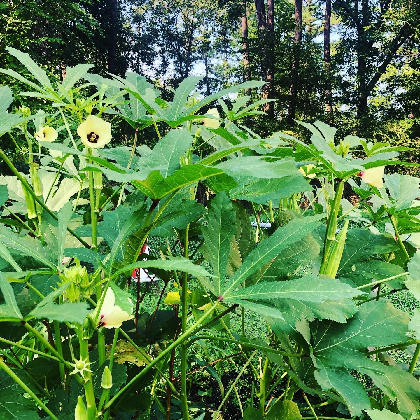 Nature Therapy Group Session